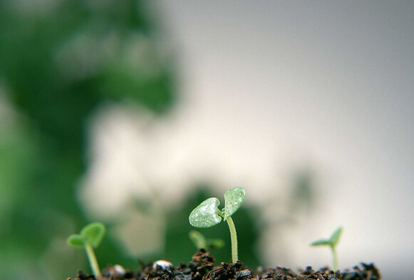 柯尼卡美能達的春天在哪？